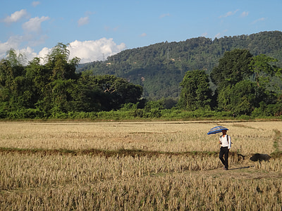 Laos, veld, wandeling, zon schirn, pendelen, vangvien, natuur
