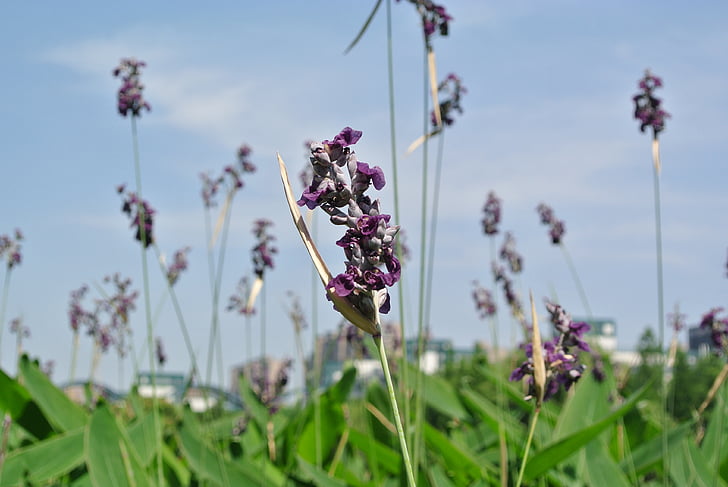 lavender, plant, natural grass, hiromasa lake, zhejiang university