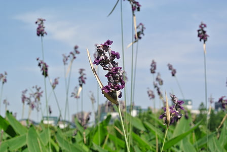 Lavendel, Anlage, Naturrasen, Hiromasa See, Zhejiang-Universität