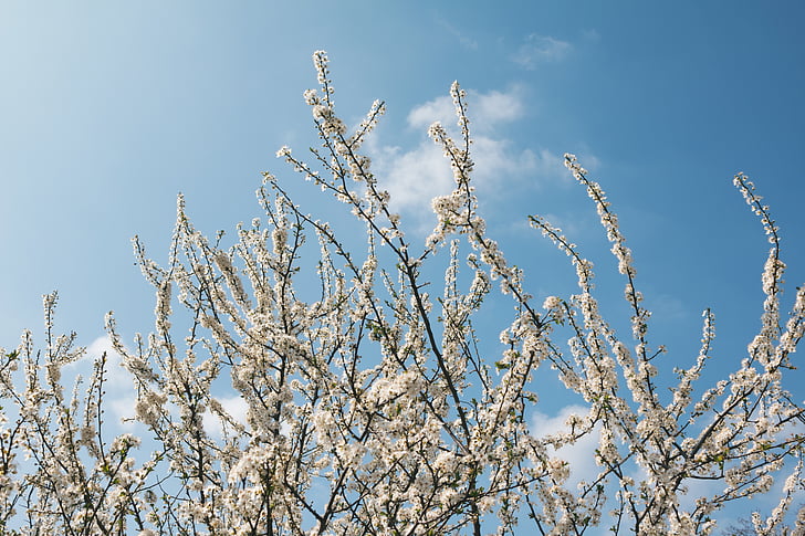 blossoms, blue sky, branches, clouds, flowers, sky, spring