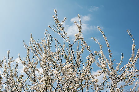 bunga, langit biru, cabang, awan, bunga, langit, musim semi