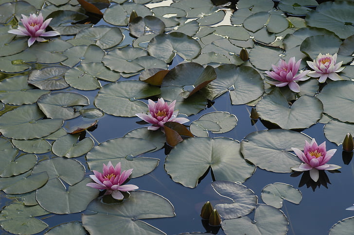 water lily, pond, lake rose