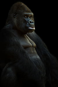 gorilla, Silverback, Ape, dzīvnieku, pērtiķis, vadītājs, melna