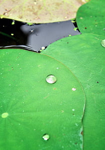 Lotus, list, zelená, Tropical, květ, voda, sezóny