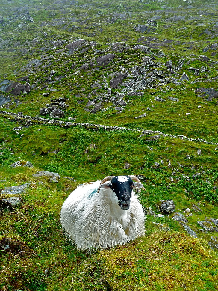 ovelhas, Irlanda, bonito, país, animais, close-up, do lado de fora