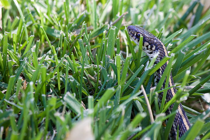 şarpele în iarbă, gradina sarpe, verde, sălbatice, natura, reptilă, naturale