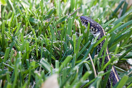 serpiente en la hierba, serpiente del jardín, verde, salvaje, naturaleza, reptil, natural