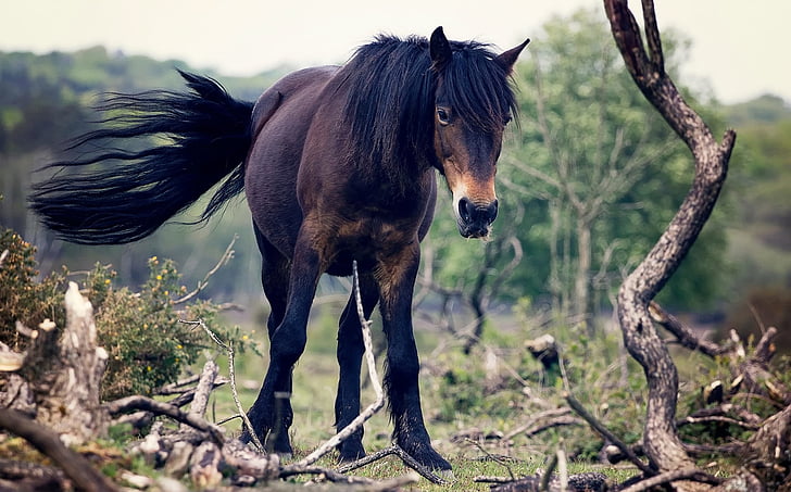 Pferd, Tier, Landschaft, Natur, im freien, Land, des ländlichen Raums