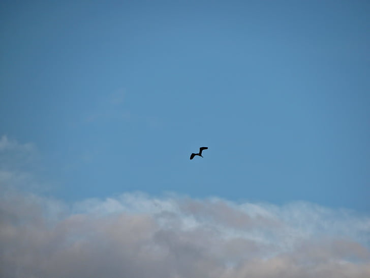 ocell, cel, núvols, Skyscape, aire, volant, vol
