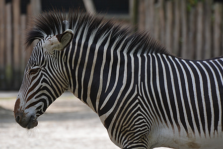 Zebra, animal, mammifère, Stripes, noir blanc, l’Afrique, faune