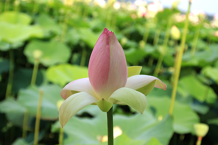 Lotus, puķe, rozā, Bloom, zieds, ūdens, augu