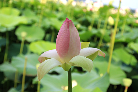 Lotus, цвете, розово, Блум, Блосъм, водни, растителна