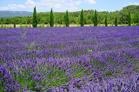 lavender, lavender field, lavender flowers, cypress, cypress avenue, avenue, blue
