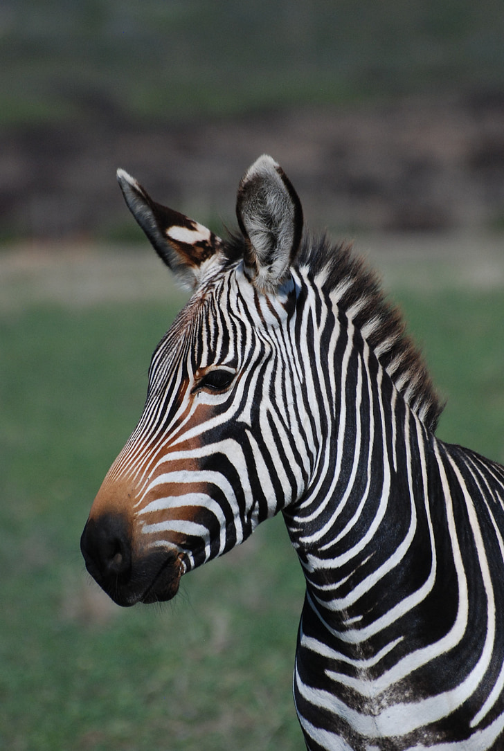 Zebra, Afrika, vilda, djur, naturen, Safari, däggdjur