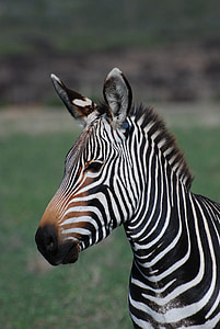 Zebra, Afrika, laukinių, gyvūnų, Gamta, Safari, žinduolis