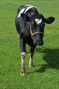 animal, vaca, pecuária, natureza, animais, vacas de leite, animal de vaca