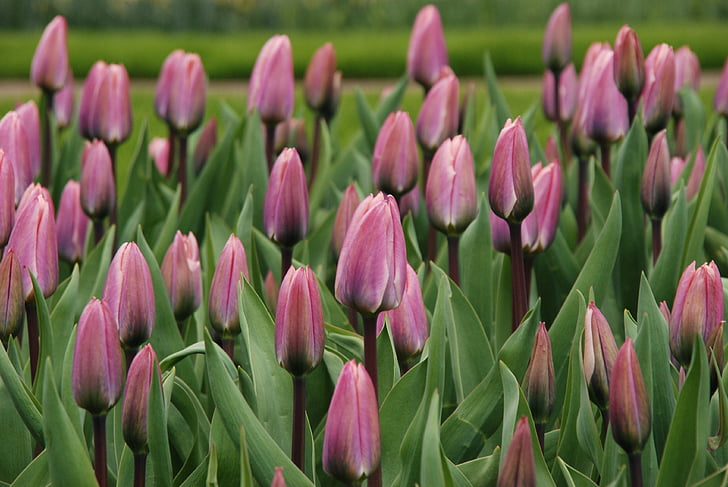 Gamta, gėlė, tulpė, violetinė, Olandijoje, Nyderlandai, pavasarį