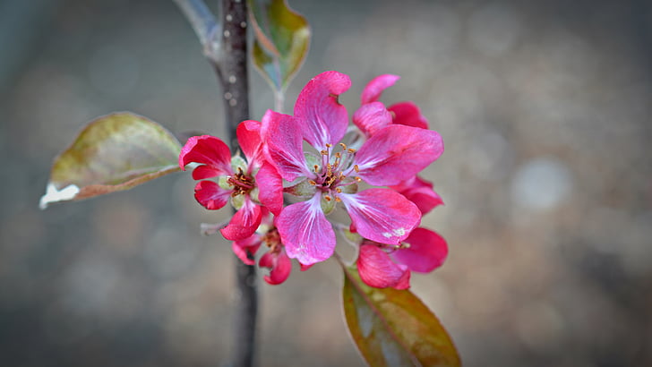 apple blossom, red flower, apple tree, bloom, bud, spring, go up
