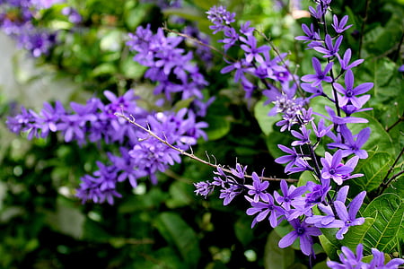 violetas, flores, flor del campo, naturaleza, primavera, Botánico, lila