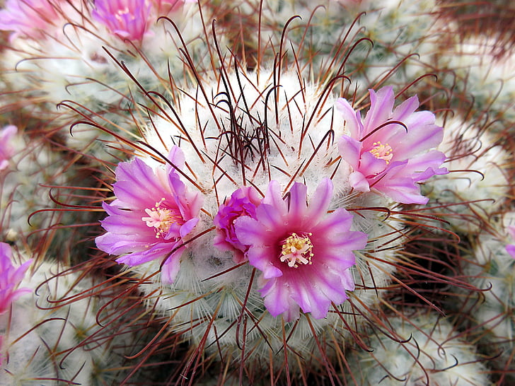 Cactus, floare, violet, plante, spini