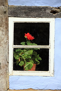 costruzione, capriata, Casa, finestra, fiore, Blossom, Bloom