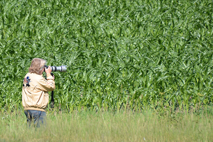 valokuvaaja, Paparazzi, valokuva, teleobjektiivi, mies, kenttä, niitty