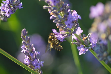 čebela, cvet, žuželke, čebela