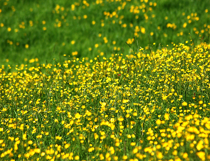 Prato, gėlės, geltona, pavasarį, gėlė, bičių, Gamta