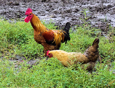 rooster, chicken, hen, farm, chicken farm, animal, poultry