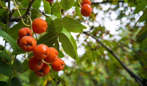 Rowan, automne, arbre, fruits, orange, plante, feuillage