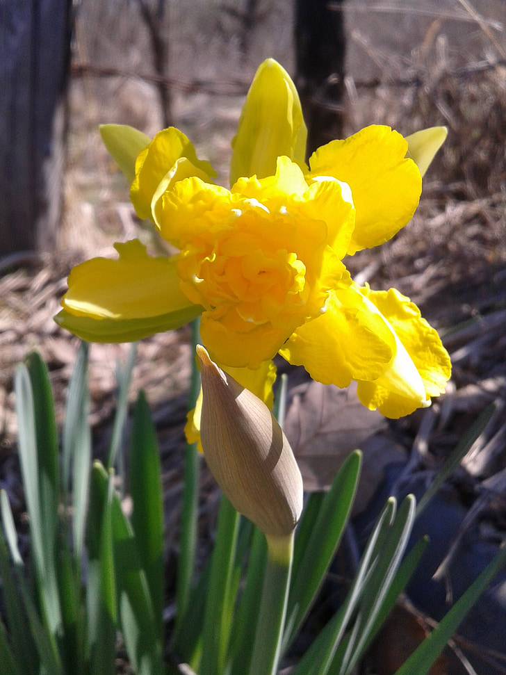 Narcissus, forår, blomst, gul