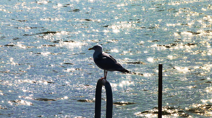 seagull, bird, back light, sea, skyline