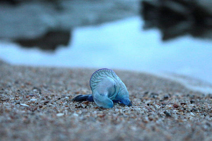 bottiglia blu, meduse, animale, natura, invertebrati marini, spiaggia