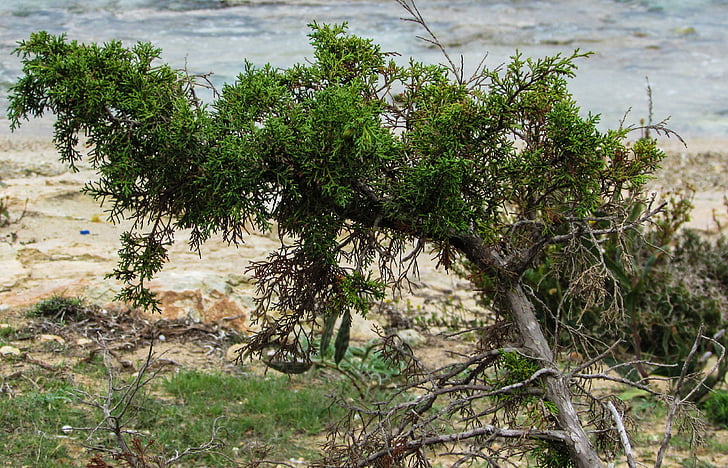 Ciper, Ayia napa, Juniperus, sredozemski, Flora, drevo, narave