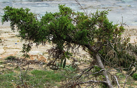 Kıbrıs, Ayia napa, Juniperus, Akdeniz, Flora, ağaç, doğa