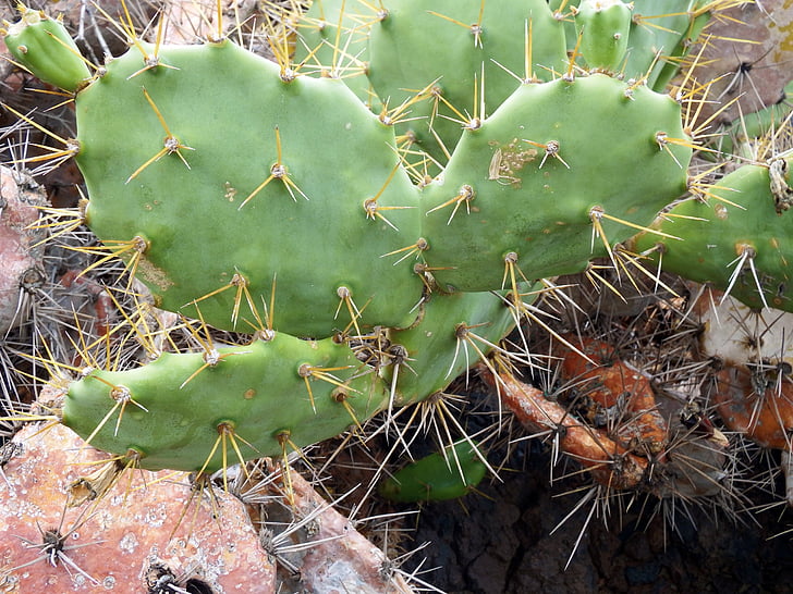 cactus, Espinosa, verd, subtropical, tancar