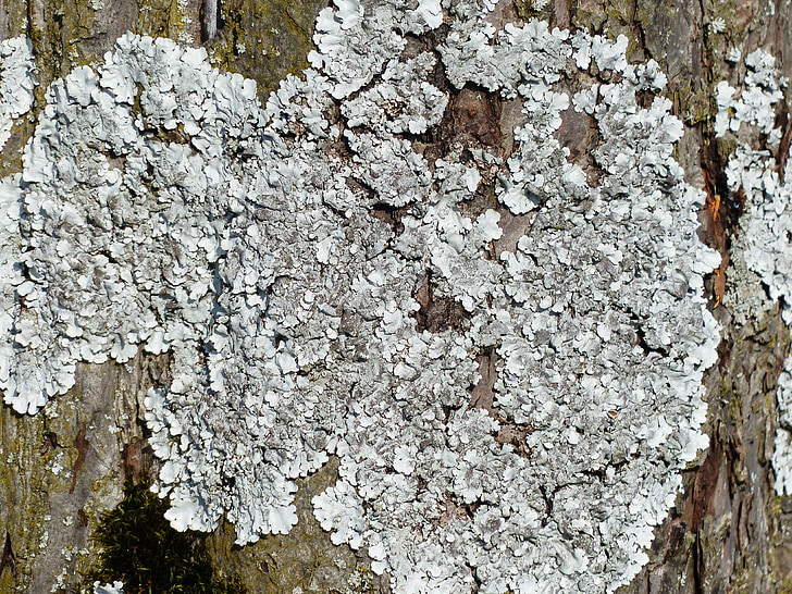 phaeophyscia orbicularis, laubflechte, lichen, laubflechte gris, armure, arbre, écorce