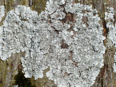 phaeophyscia orbicularis, laubflechte, Lav, grå laubflechte, väva, träd, bark