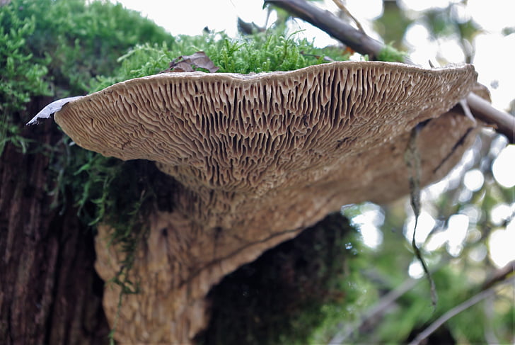 cogumelo, fungo de árvore, floresta, natureza, Outono, tribo, madeira