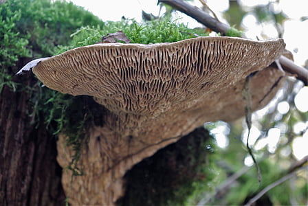 champignon, champignon de l’arbre, Forest, nature, automne, tribu, bois
