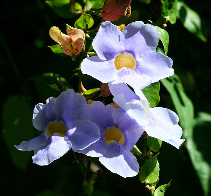 flower, blue sky vine, pink, garden, floral, petal, pollen