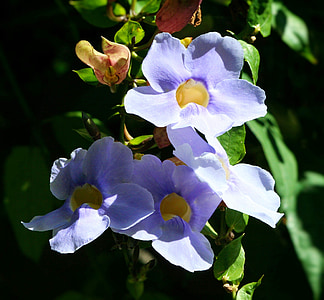 Blume, blauer Himmel-Rebe, Rosa, Garten, Floral, Blütenblatt, Pollen
