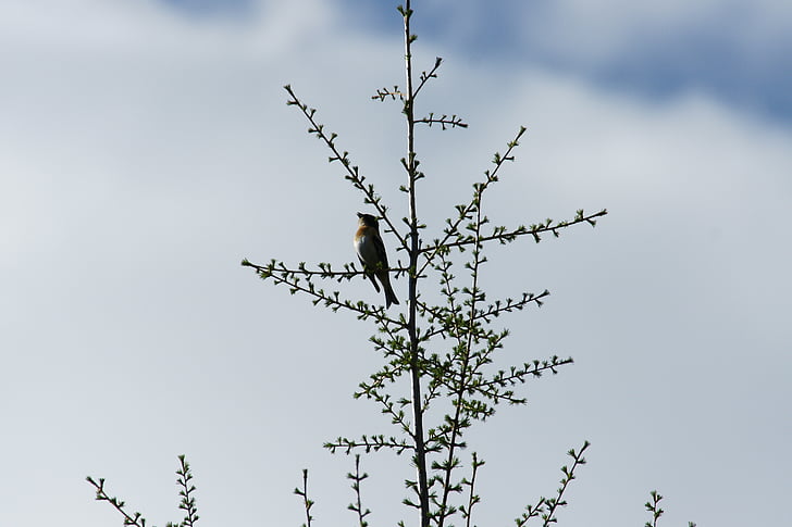 Nightingale, oiseau, course à plumes, arbre, faune