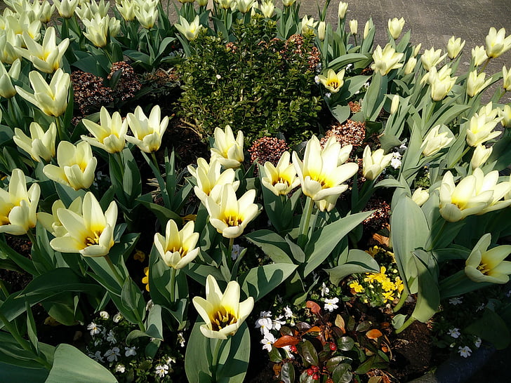 jar, biela, žltá, Príroda, Záhrada, rastlín, kvet