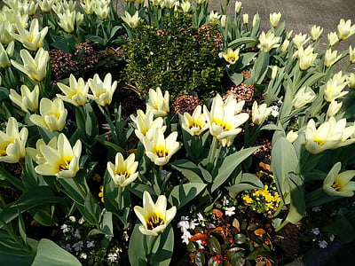 Pavasaris, balta, dzeltena, daba, dārza, augu, puķe