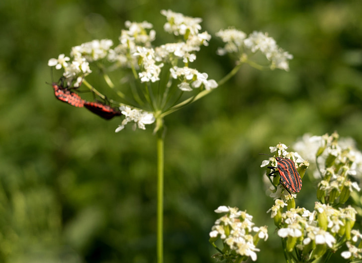 bug, pairing, voyeurism, spring, strip bug, insect, insect photo