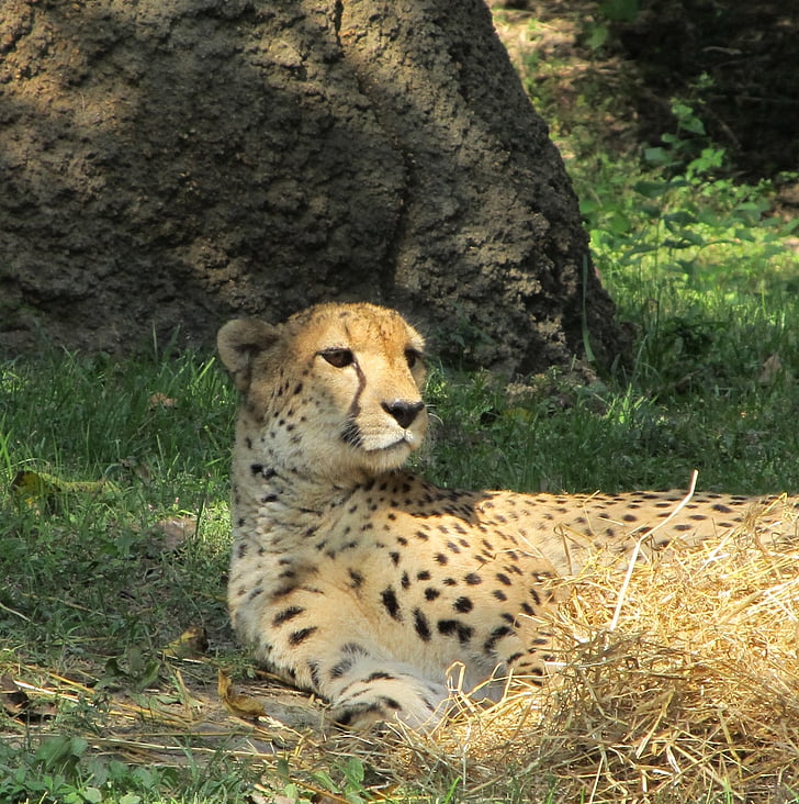 cheetah, nghỉ ngơi, sở thú, mèo, con mèo lớn, động vật hoang dã, động vật ăn thịt
