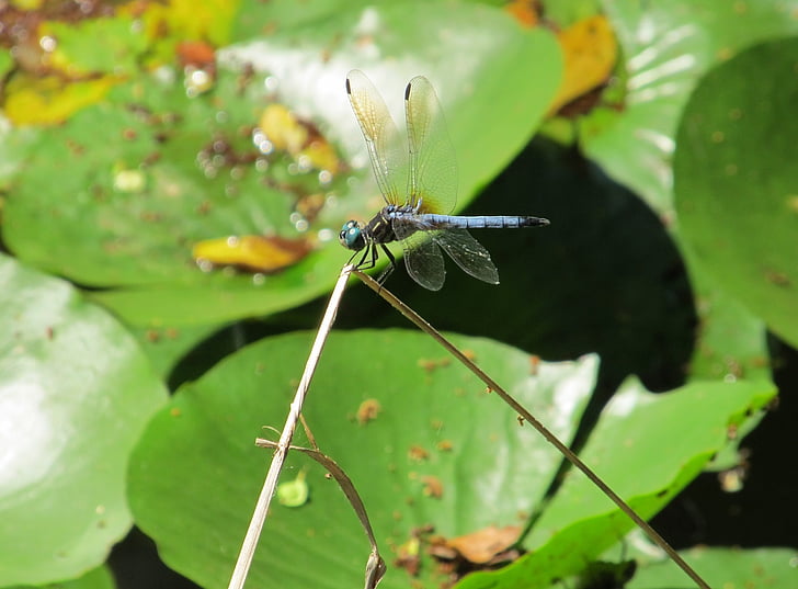 Dragonfly, blåøyet darner, insekt, feil, vinger, øye, makro