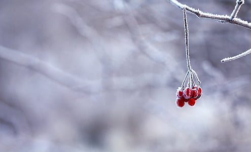 red, fruit, branch, nature, trees, winter, Branches