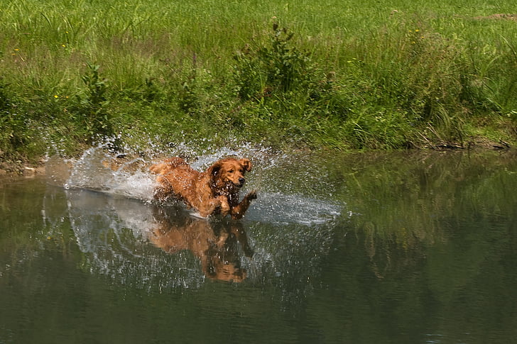 lovački pas, pas, vode, ubrizgati, ljubimac, životinja, smeđa
